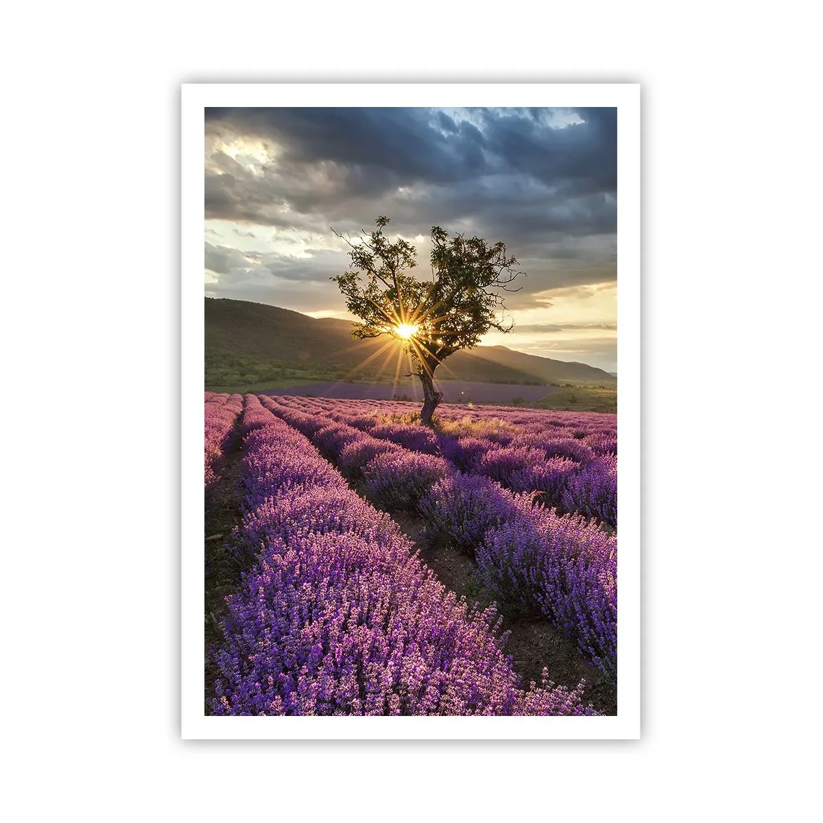 Plakat - Aromat w kolorze lila - 70x100 cm