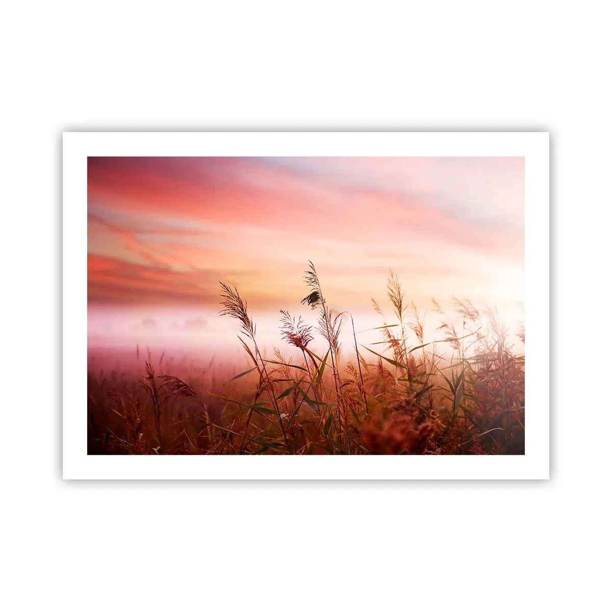 Plakat - Latawce, dmuchawce, wiatr - 70x50 cm
