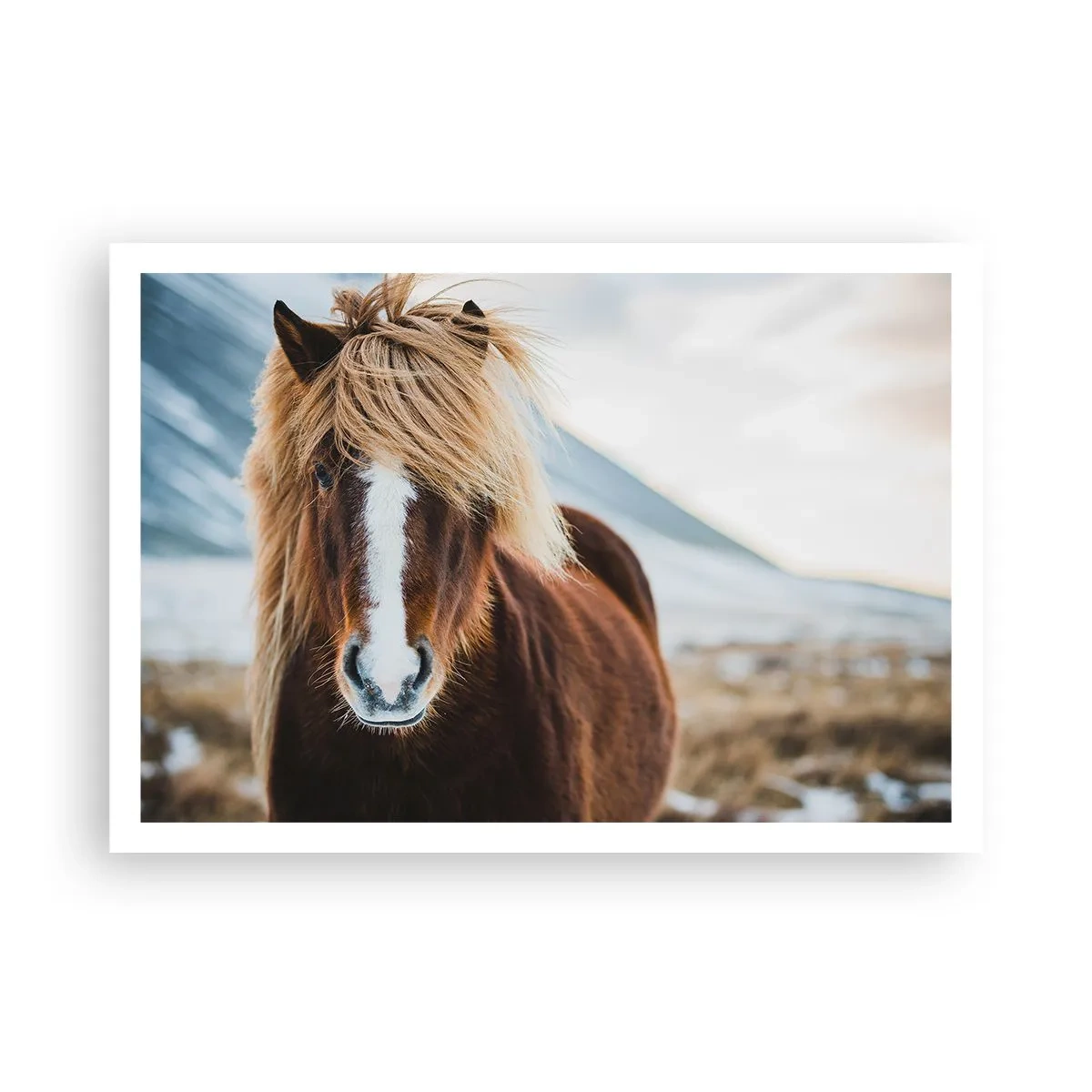 Plakat - Koń islandzki na tle górskiego krajobrazu - 100x70cm - Czujesz wolność? - Nowoczesna dekoracja ścienna do salonu i sypialni ARTTOR