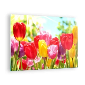 Obraz na szkle - Kolorowe tulipany w świetle wiosennego słońca - 70x50cm - To my, kolory maja! - Nowoczesna dekoracja ścienna do salonu i sypialni ARTTOR