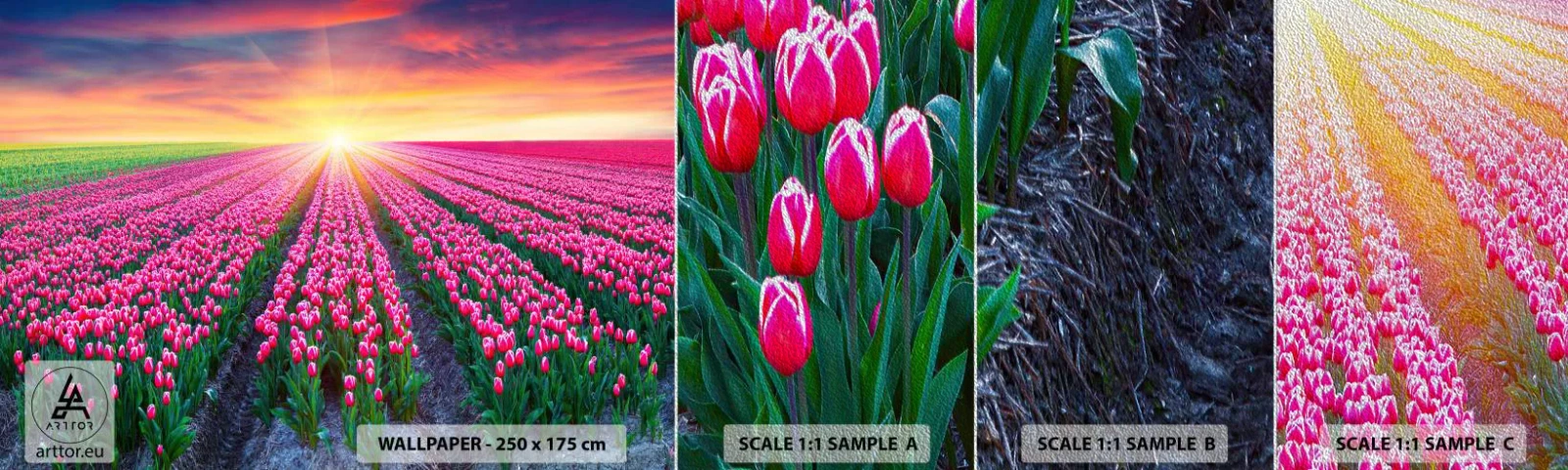 Fototapeta Próbka Premium Sand - Farma piękności - Kwiaty, Tulipany, Zachód Słońca - 100x30 cm