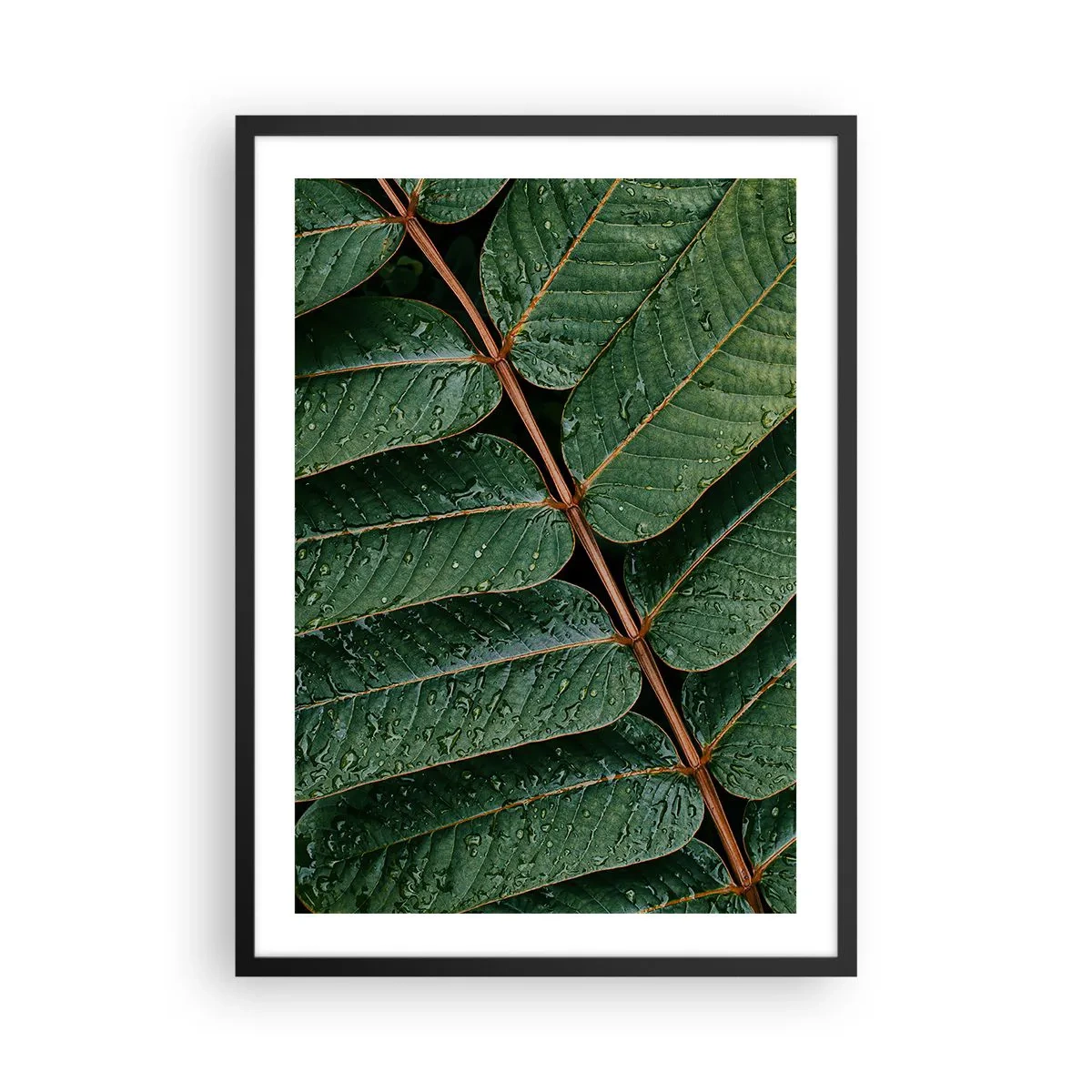 Plakat w czarnej ramie - Liście z kroplami wody tworzące harmonijną kompozycję - 50x70cm - W zielonym rytmie - Nowoczesna dekoracja ścienna do salonu i sypialni ARTTOR