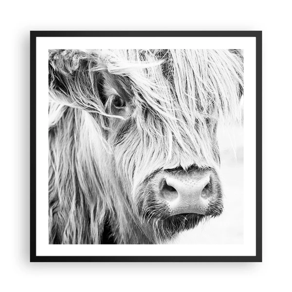 Plakat w czarnej ramie - Szkocka dzikość - 60x60 cm