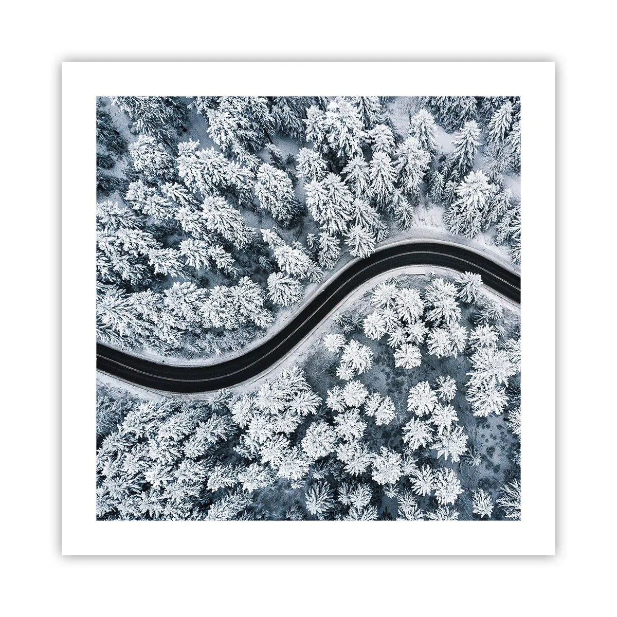 Plakat - Przez zimowy las - 50x50 cm