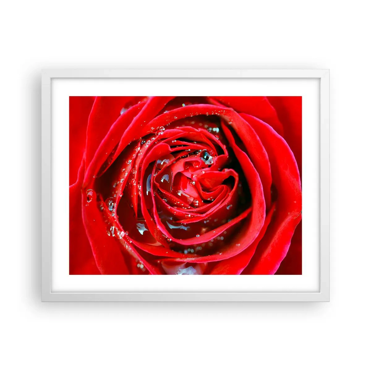 Plakat w białej ramie - W kroplach rosy - 50x40 cm