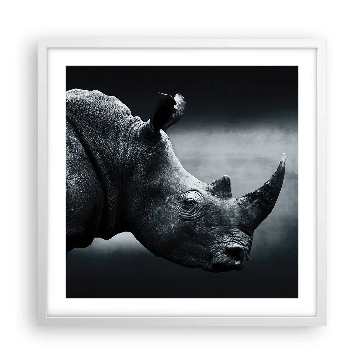 Plakat w białej ramie - Prawy profil - 50x50 cm