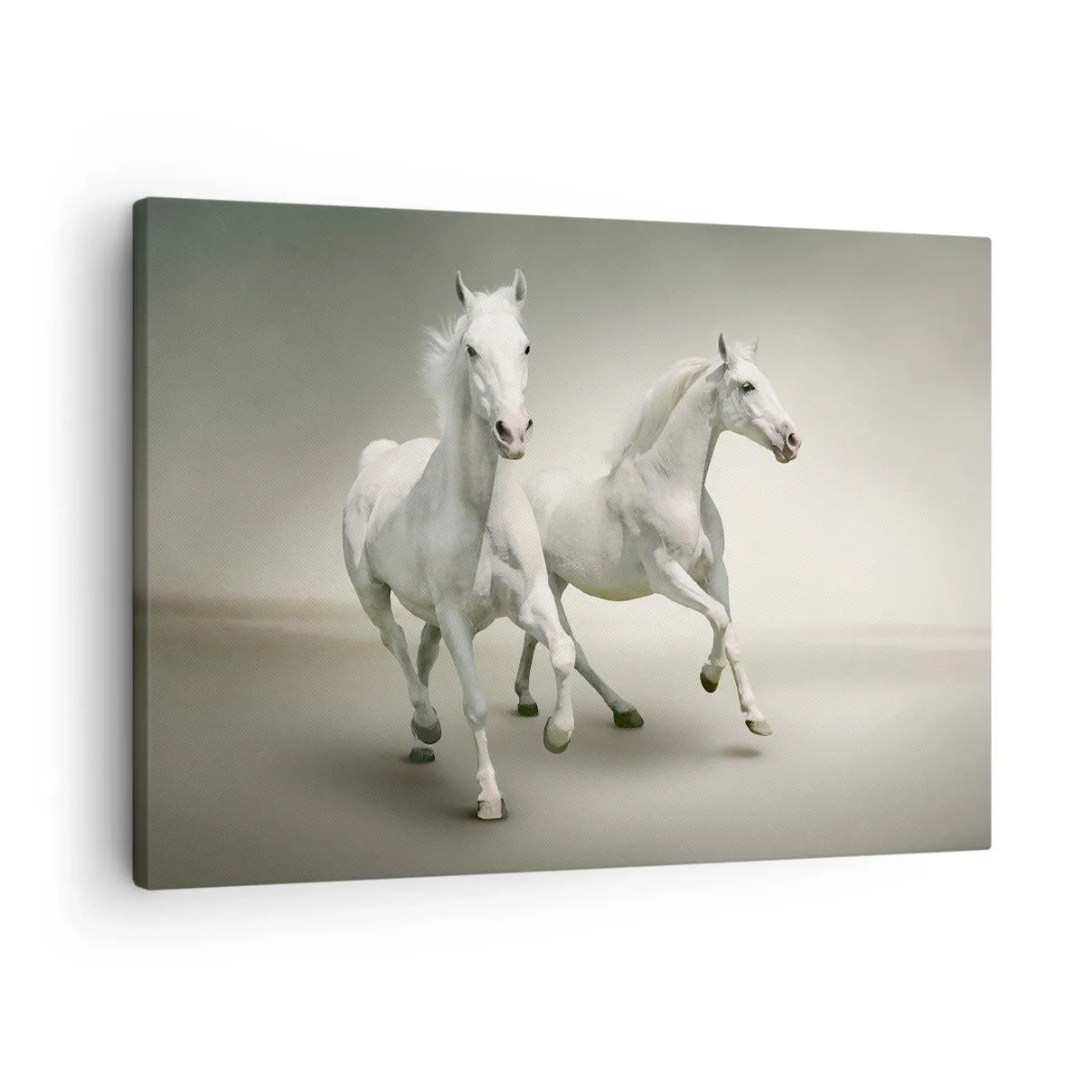 Obraz na płótnie - White power! - Dwa białe konie w galopie na jasnym tle - 70x50cm