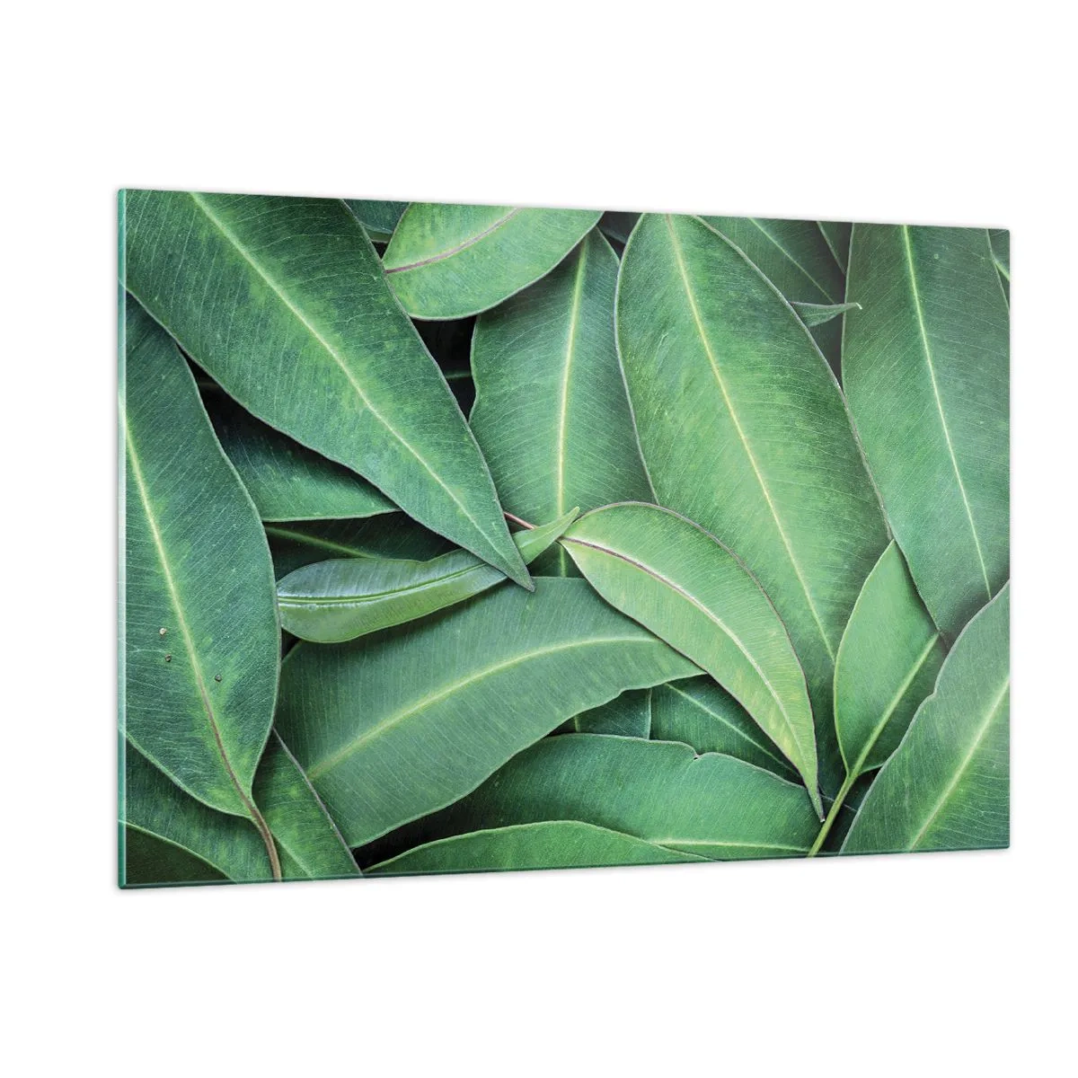 Obraz na szkle - Zbliżenie zielonych liści ułożonych warstwowo - 120x80cm - Soczyste i świeże - Nowoczesna dekoracja ścienna do salonu, kuchni i sypialni ARTTOR