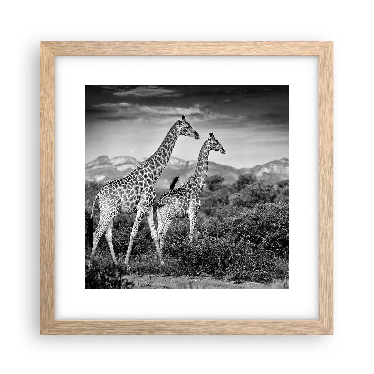 Plakat w ramie jasny dąb - Wyższe sfery w Afryce - 30x30 cm