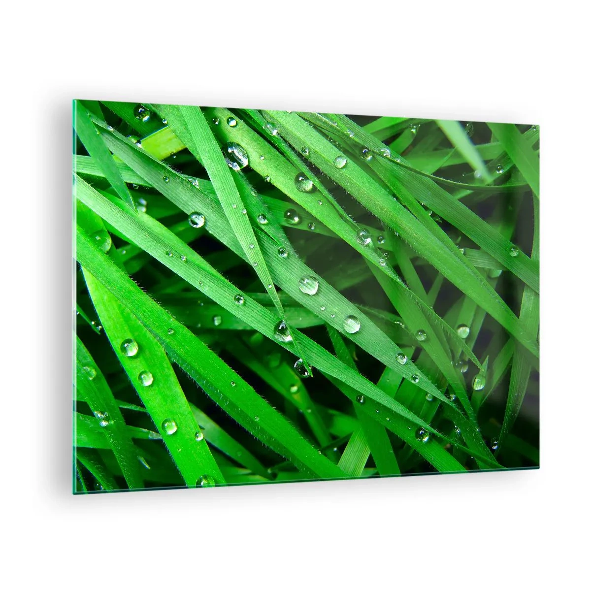 Obraz na szkle - Zielone źdźbła trawy z kroplami rosy - 70x50cm - Zagraj w zielone - Nowoczesna dekoracja ścienna do salonu i sypialni ARTTOR