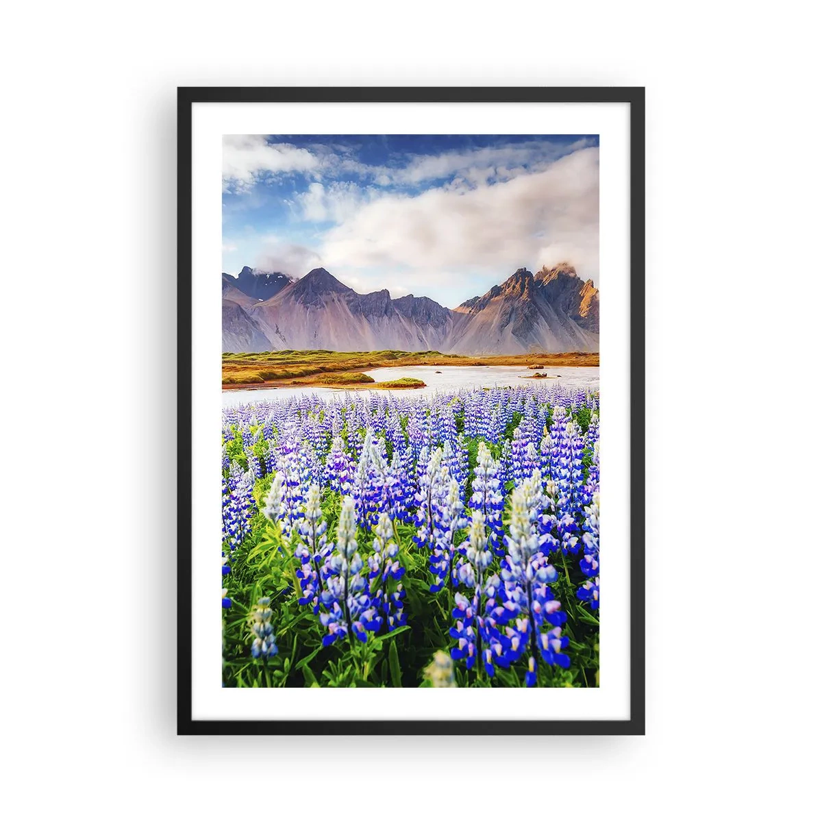 Plakat w czarnej ramie - Pole łubinów z górami w tle - 50x70cm - Siła i surowość obok łagodności - Nowoczesna dekoracja ścienna do salonu i sypialni ARTTOR