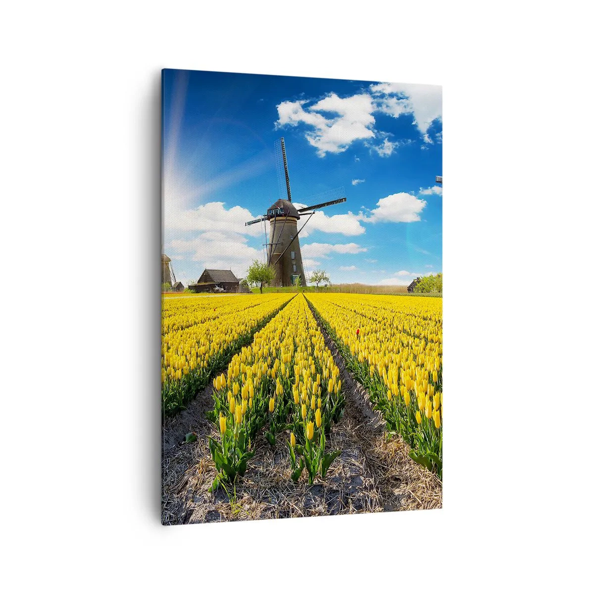 Obraz na płótnie - Pole żółtych tulipanów z wiatrakami na horyzoncie - 70x100cm - Bardziej holenderski być nie może - Nowoczesna dekoracja ścienna do salonu i sypialni ARTTOR