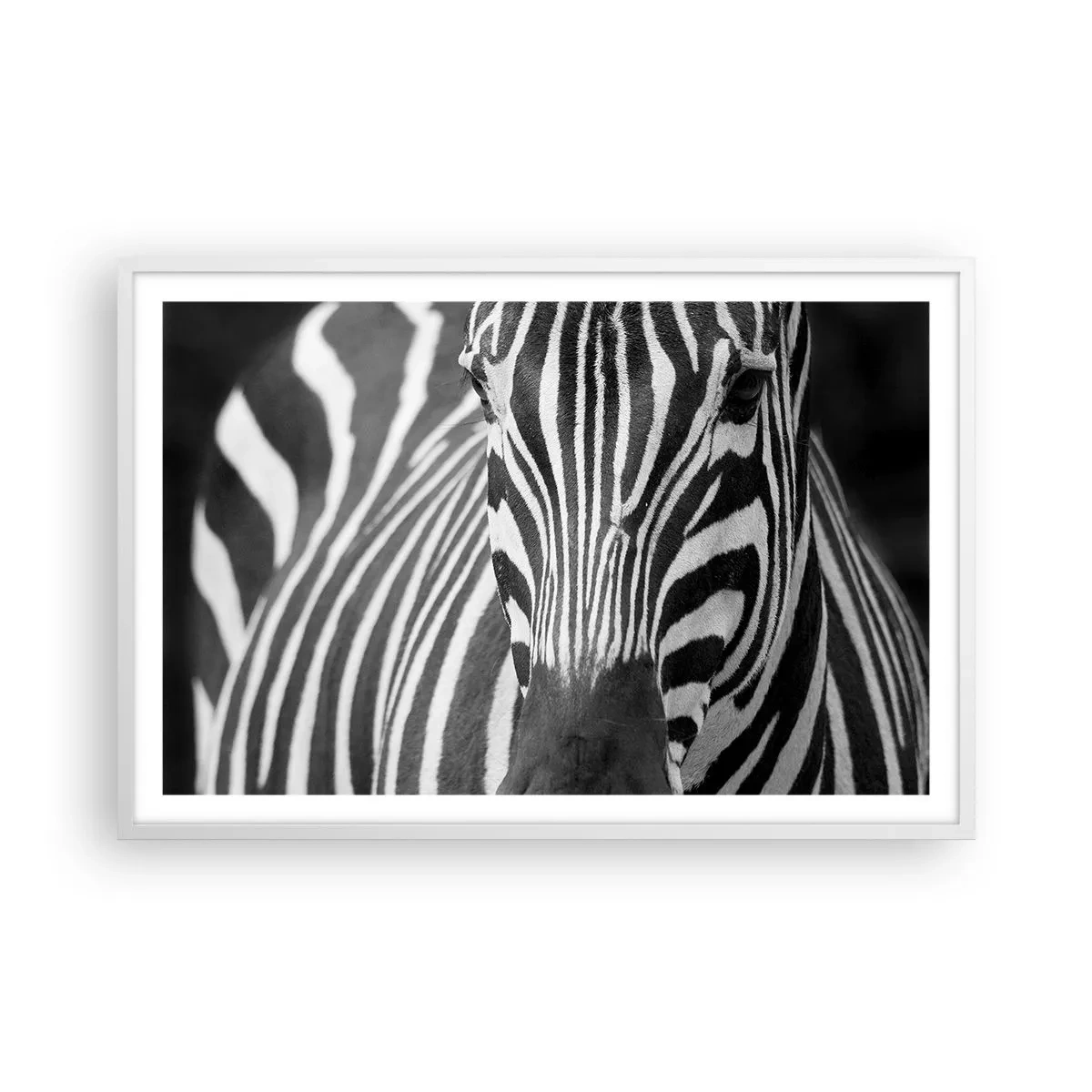 Plakat w białej ramie - Świat jest czarno-biały - 91x61 cm