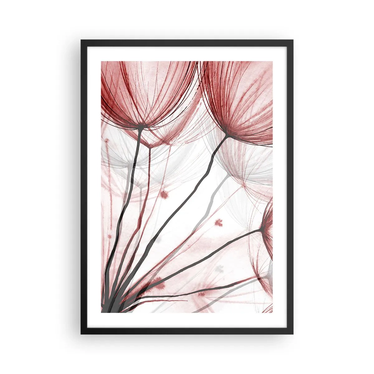 Plakat w czarnej ramie - Delikatne dmuchawce w odcieniach czerwieni i czerni - 50x70cm - Przed odlotem - Nowoczesna dekoracja ścienna do salonu i sypialni ARTTOR