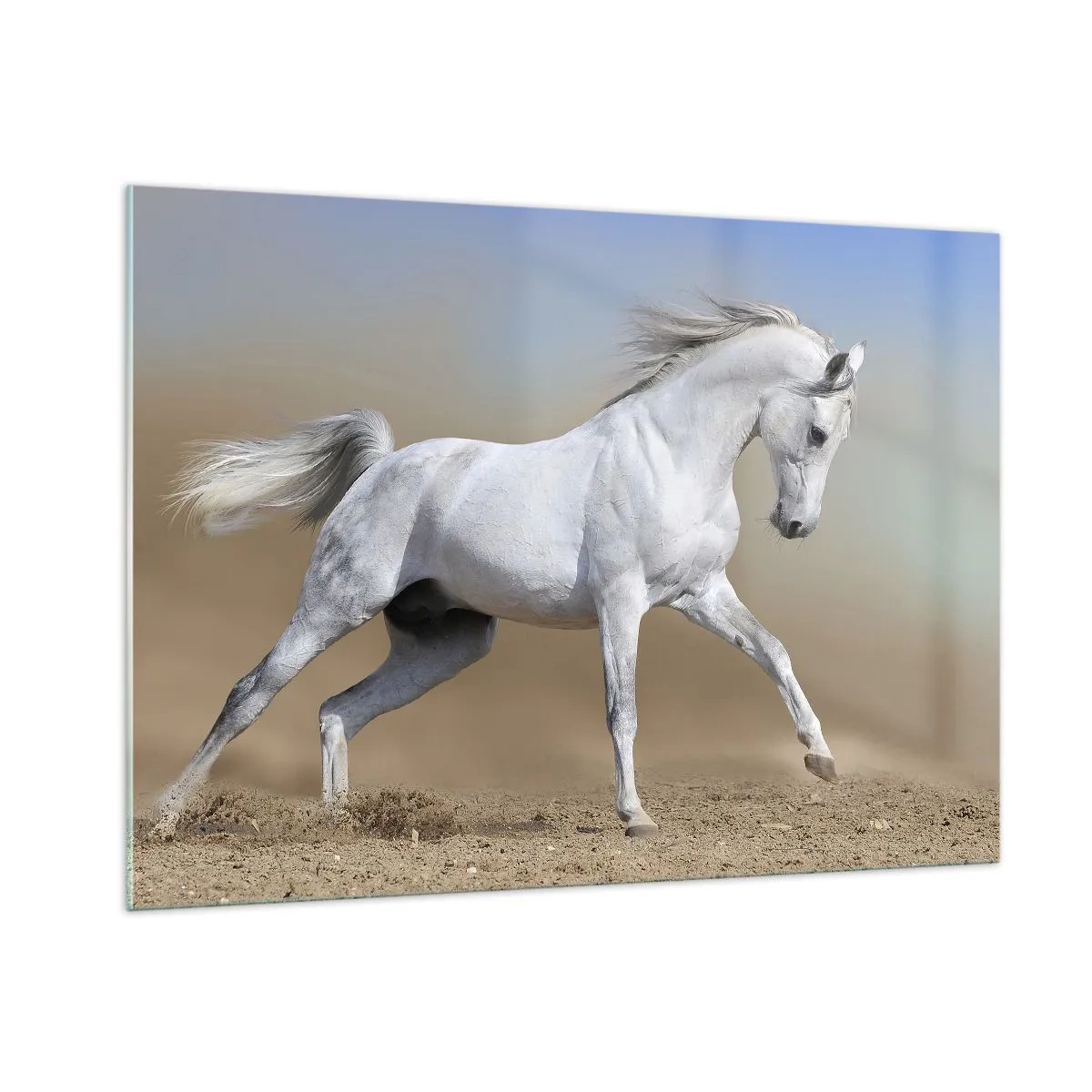 Obraz na szkle - Biały koń galopujący po piaszczystym podłożu - 100x70cm - Najpiękniejsza arabska baśń - Nowoczesna dekoracja ścienna do salonu, kuchni i sypialni ARTTOR