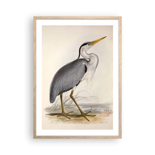 Plakat w ramie jasny dąb - Czapli wdzięk - 50x70 cm