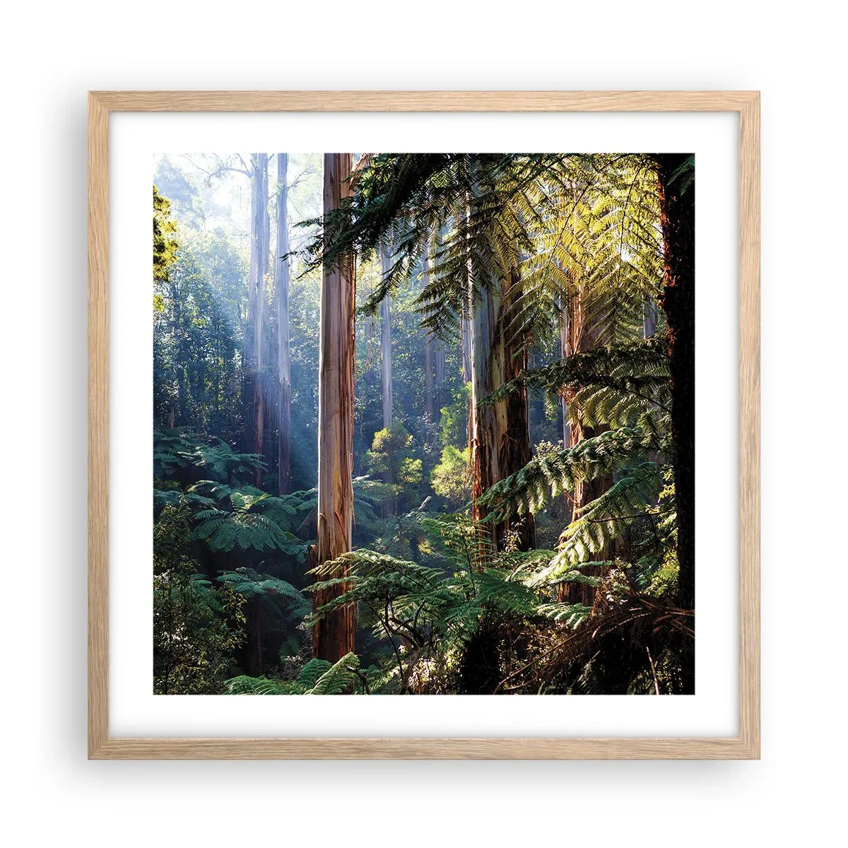 Plakat w ramie jasny dąb - Baśń lasu - 50x50 cm