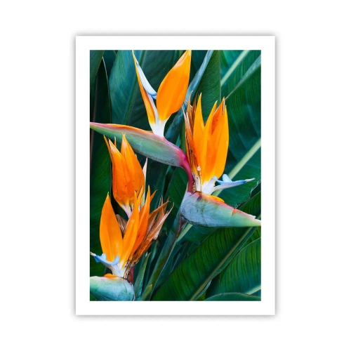 Plakat - Kwiaty strelicji otoczone zielonymi liśćmi - 50x70cm - Czy to kwiat, czy to ptak? - Nowoczesna dekoracja ścienna do salonu, kuchni i sypialni ARTTOR