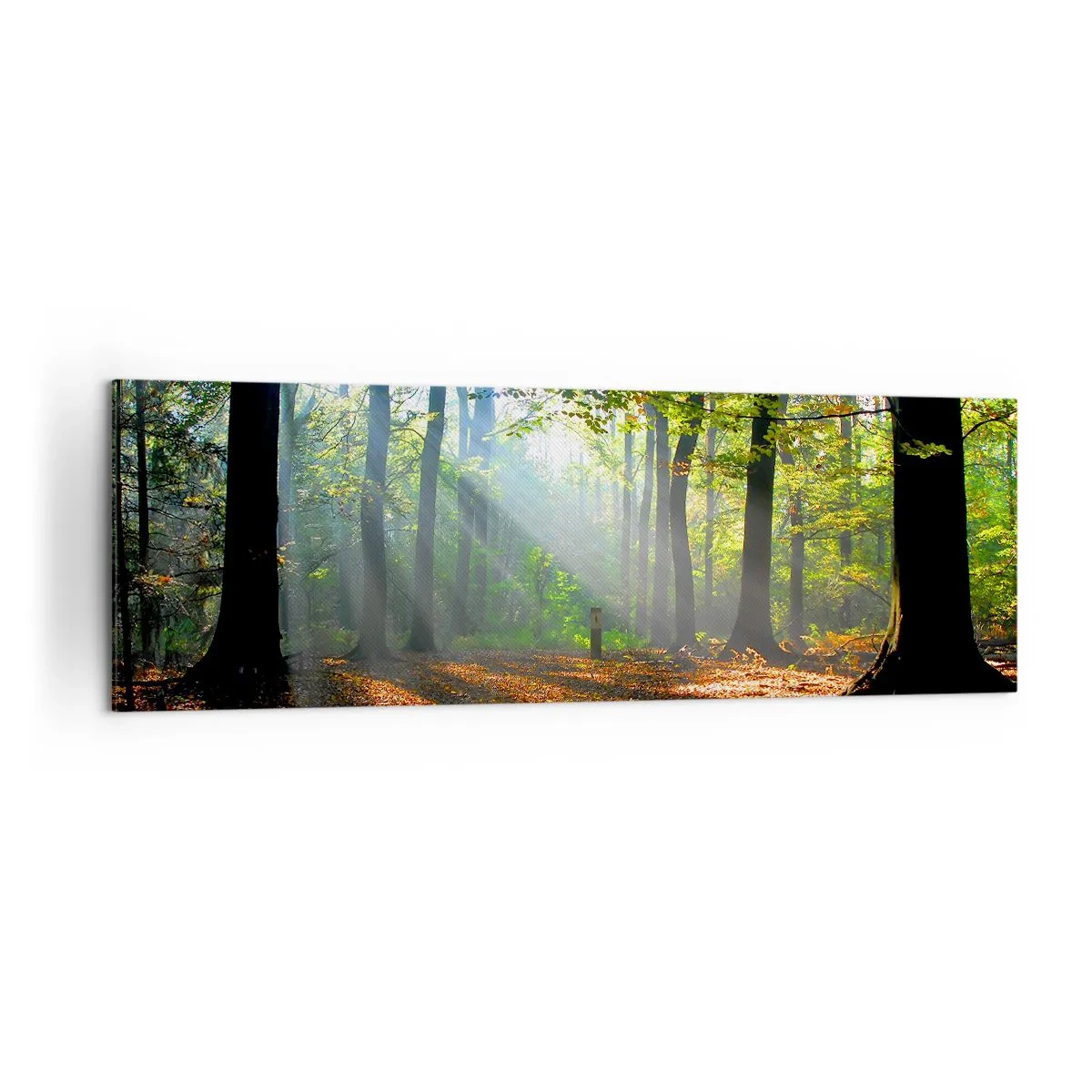 Obraz na płótnie - Leśna polana oświetlona promieniami słońca - 160x50cm - Blaski i cienie - Nowoczesna dekoracja ścienna do salonu i sypialni ARTTOR