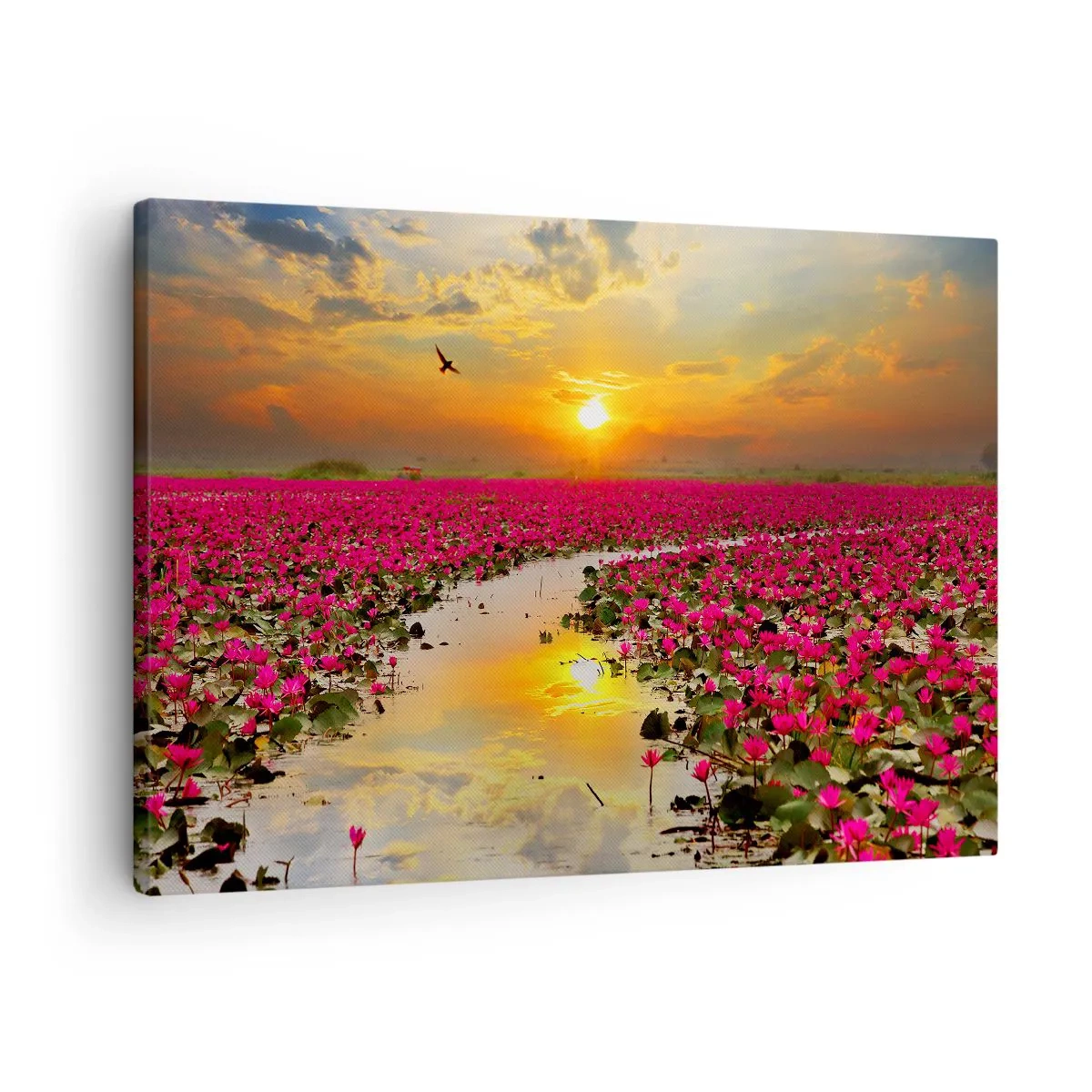 Obraz na płótnie - Pole różowych lilii wodnych o zachodzie słońca - 70x50cm - Tajemne życie jeziora - Nowoczesna dekoracja ścienna do salonu i sypialni ARTTOR