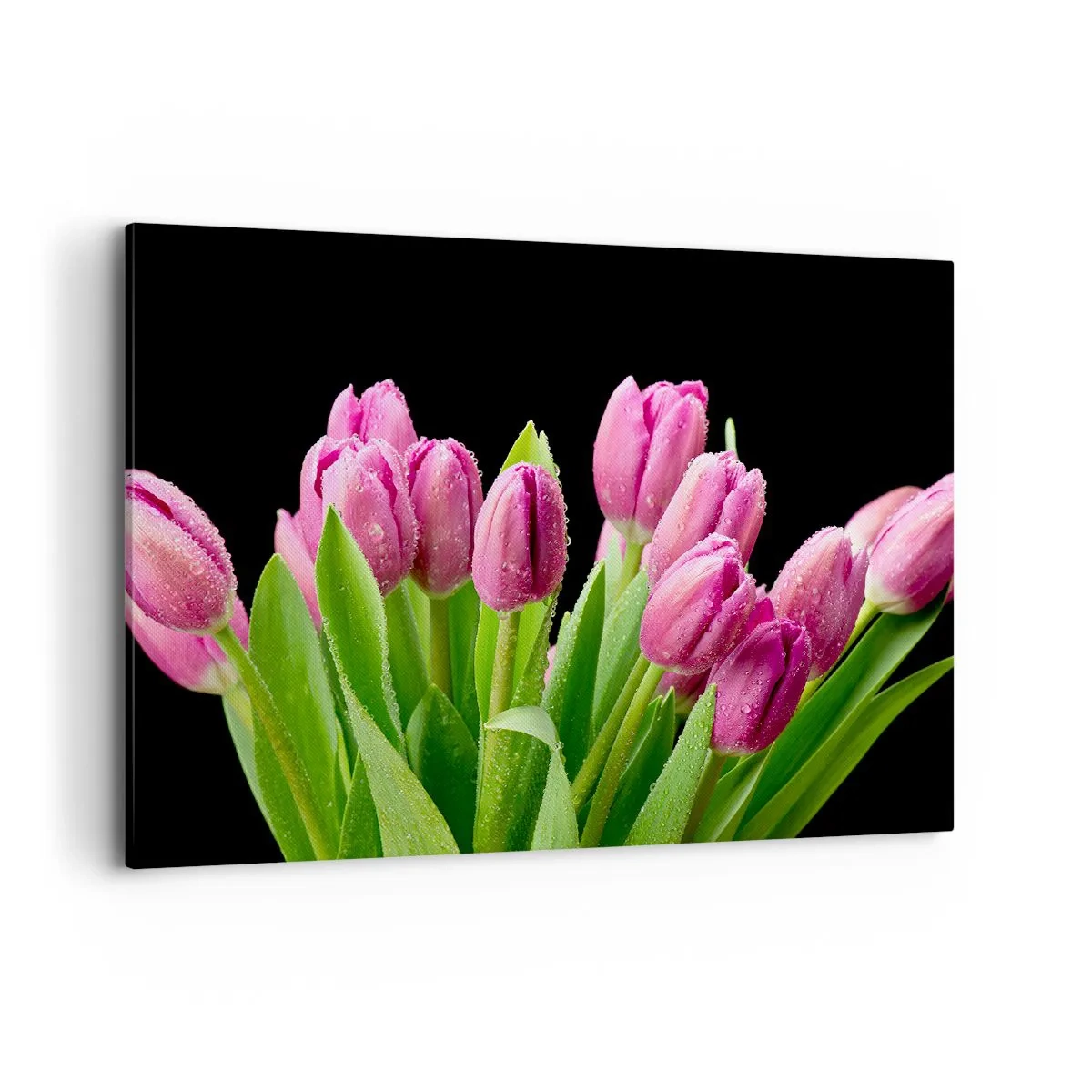 Obraz na płótnie - Różowe tulipany z kroplami rosy na czarnym tle - 100x70cm - Liliowa radość wiosny - Nowoczesna dekoracja ścienna do salonu, kuchni i sypialni ARTTOR