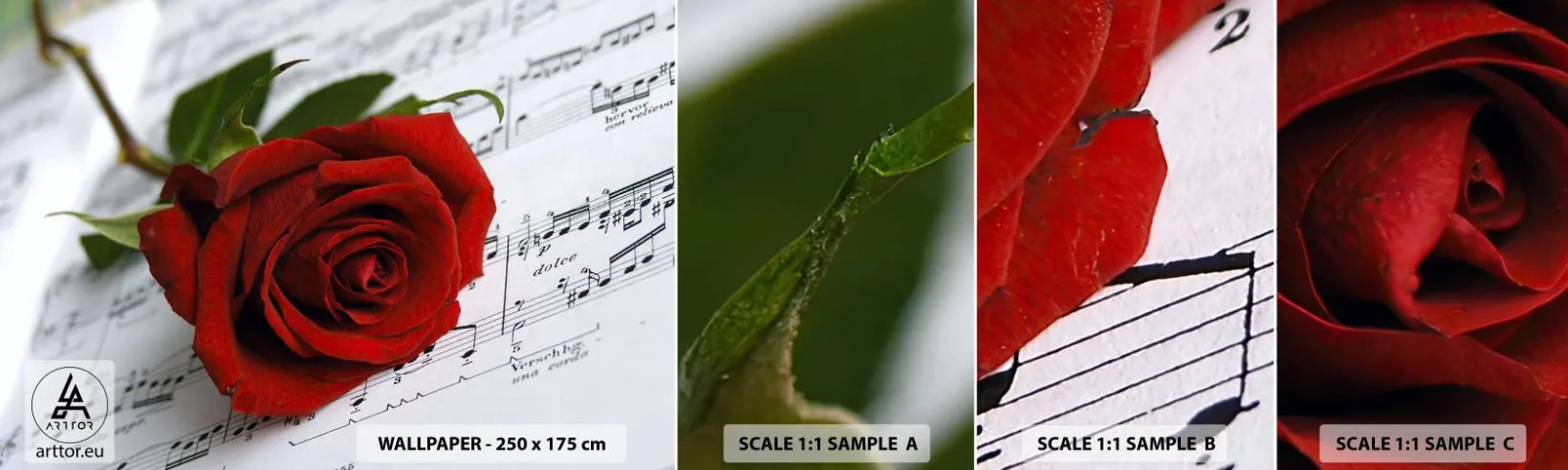Fototapeta Próbka Standard Eco - Muzyka uczuć w szkarłacie - Kwiaty, Róża, Muzyka - 100x30 cm