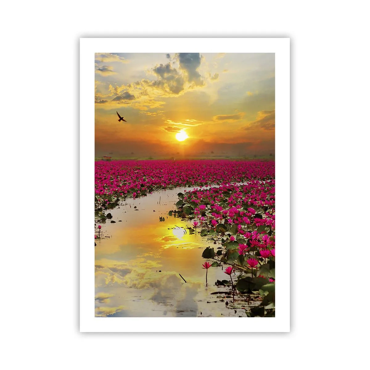 Plakat - Pole różowych lilii wodnych o zachodzie słońca - 50x70cm - Tajemne życie jeziora - Nowoczesna dekoracja ścienna do salonu, kuchni i sypialni ARTTOR