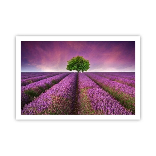 Plakat - Na lawendowych polach - 91x61 cm