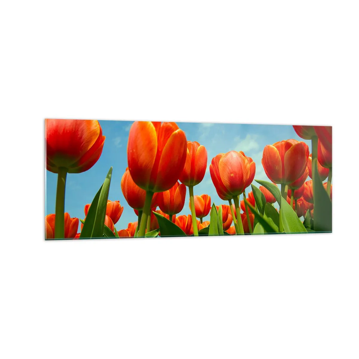 Obraz na szkle - Pole czerwono-pomarańczowych tulipanów na tle błękitnego nieba - 140x50cm - Oprócz błękitnego nieba nic im w życiu nie potrzeba - Nowoczesna dekoracja ścienna do salonu i sypialni ARTTOR