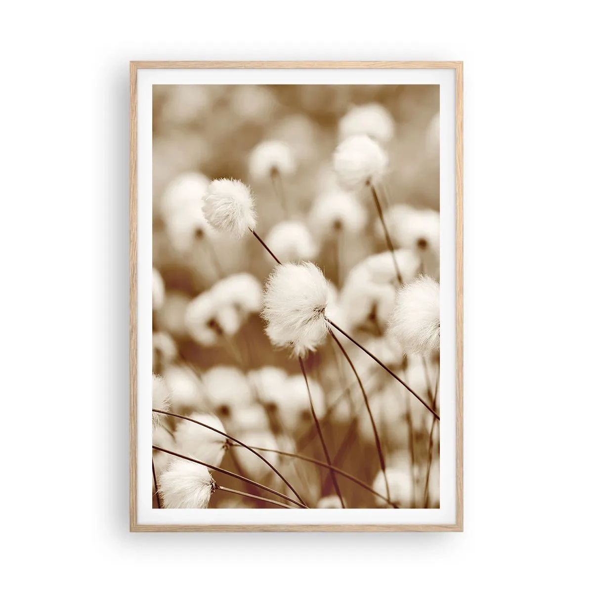 Plakat w ramie jasny dąb - Puszysty łan - 70x100 cm