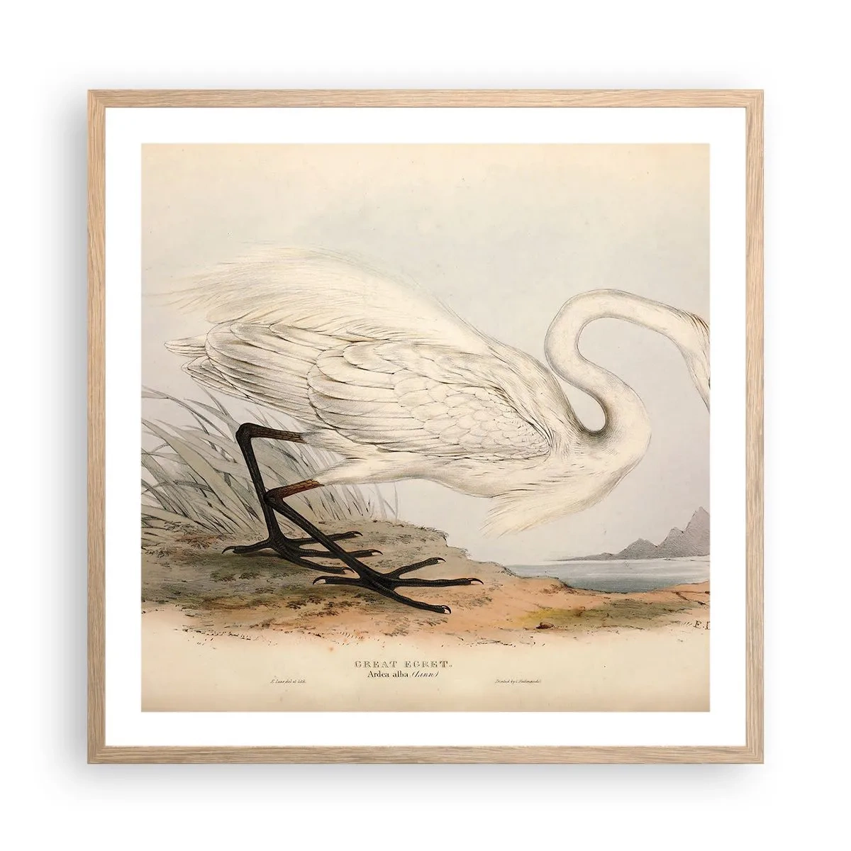 Plakat w ramie jasny dąb - Pani na szuwarach - 60x60 cm