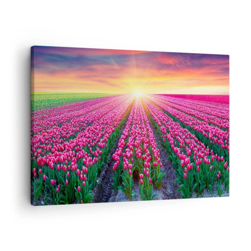 Obraz na płótnie - Pole tulipanów o zachodzie słońca - 70x50cm - Farma piękności - Nowoczesna dekoracja ścienna do salonu i sypialni ARTTOR