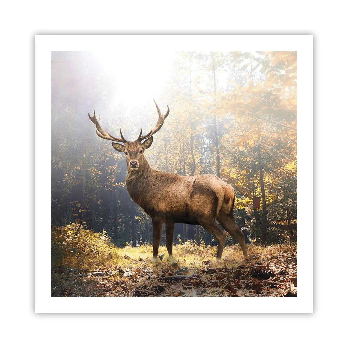 Plakat - W pełnym majestacie - 60x60 cm