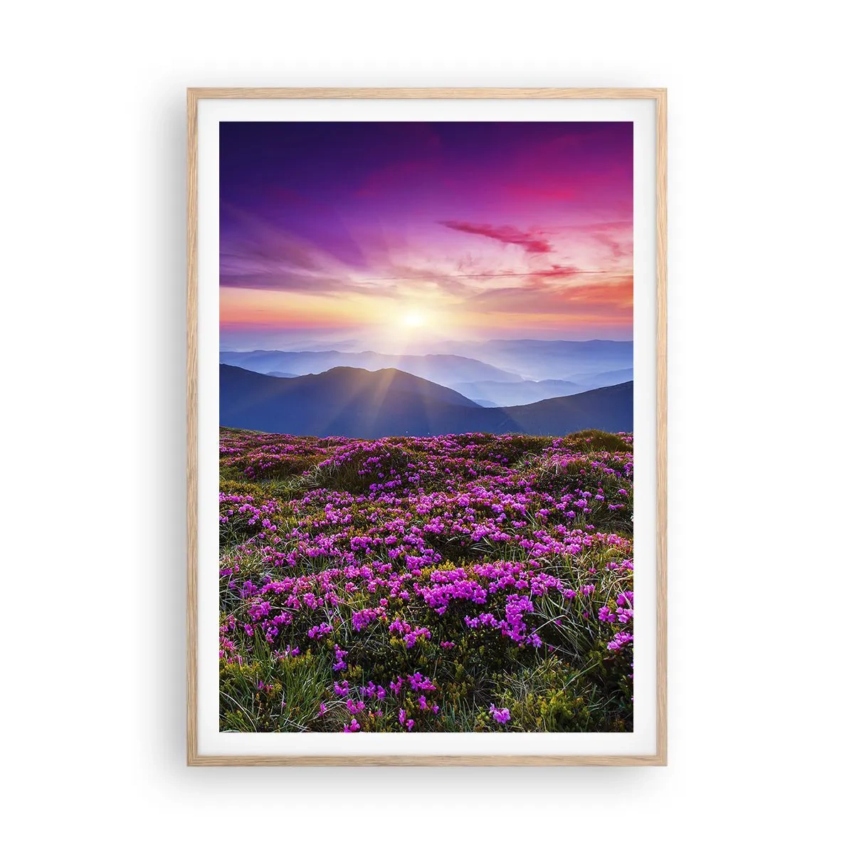 Plakat w ramie jasny dąb - Ziół zapachniały świeże pęki od niw - 70x100 cm