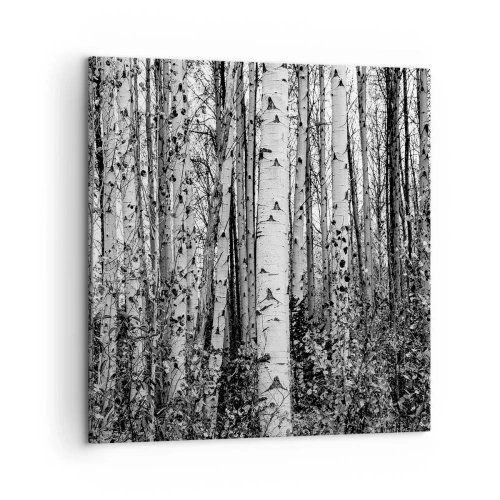 Obraz na płótnie - Brzozowa kolumnada - 50x50 cm