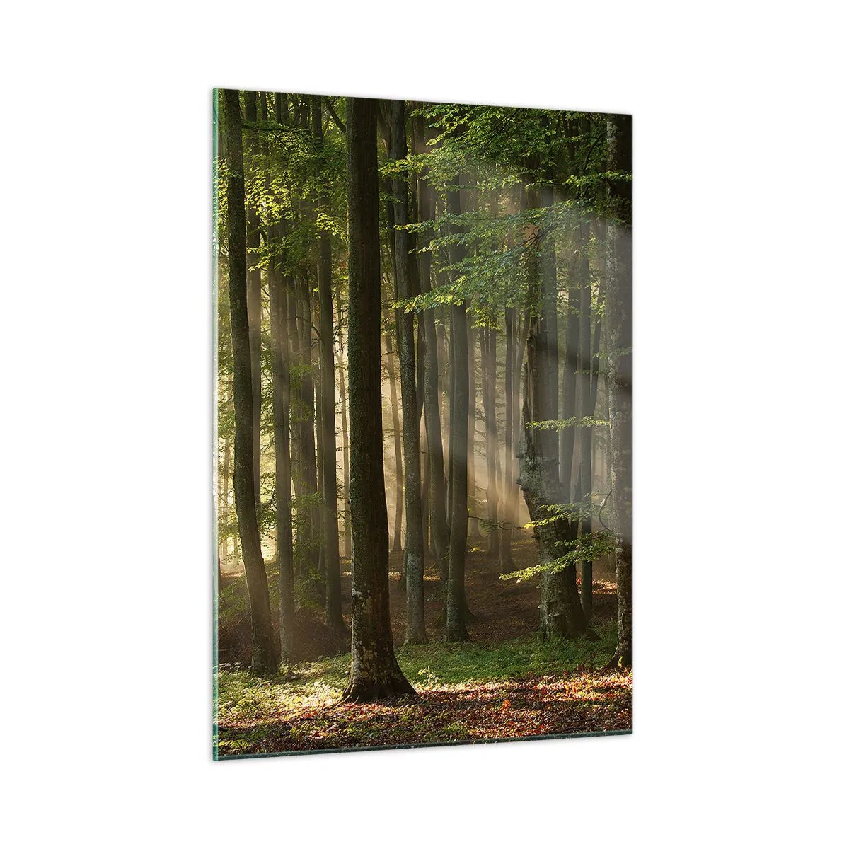 Obraz na szkle - Promienie słońca przebijające się przez drzewa w lesie - 50x70cm - Rozpromieniony w wiosenny poranek - Nowoczesna dekoracja ścienna do salonu, kuchni i sypialni ARTTOR