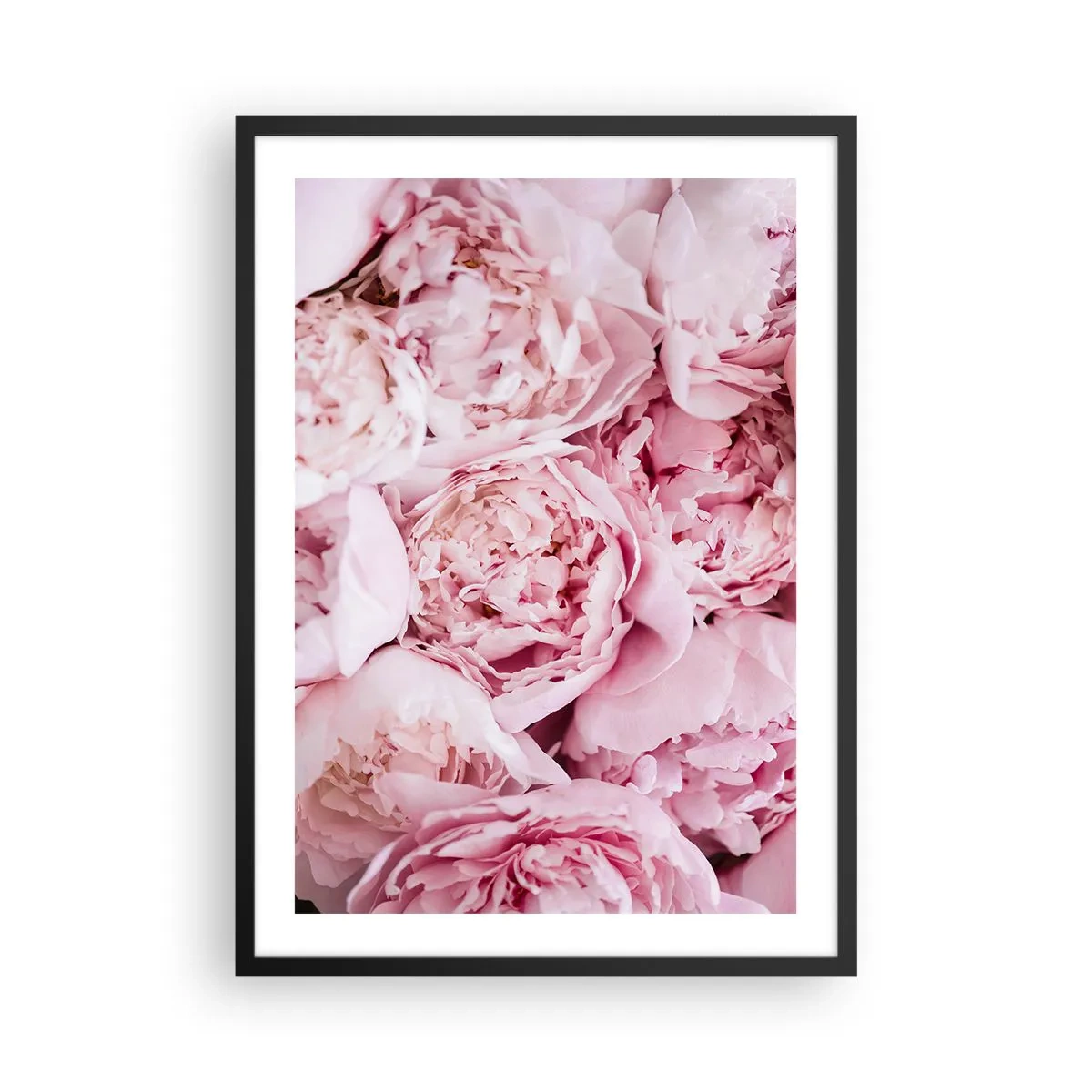 Plakat w czarnej ramie - Zbliżenie na delikatne różowe piwonie w pełnym rozkwicie - 50x70cm - Przytulone i pachnące - Nowoczesna dekoracja ścienna do salonu i sypialni ARTTOR