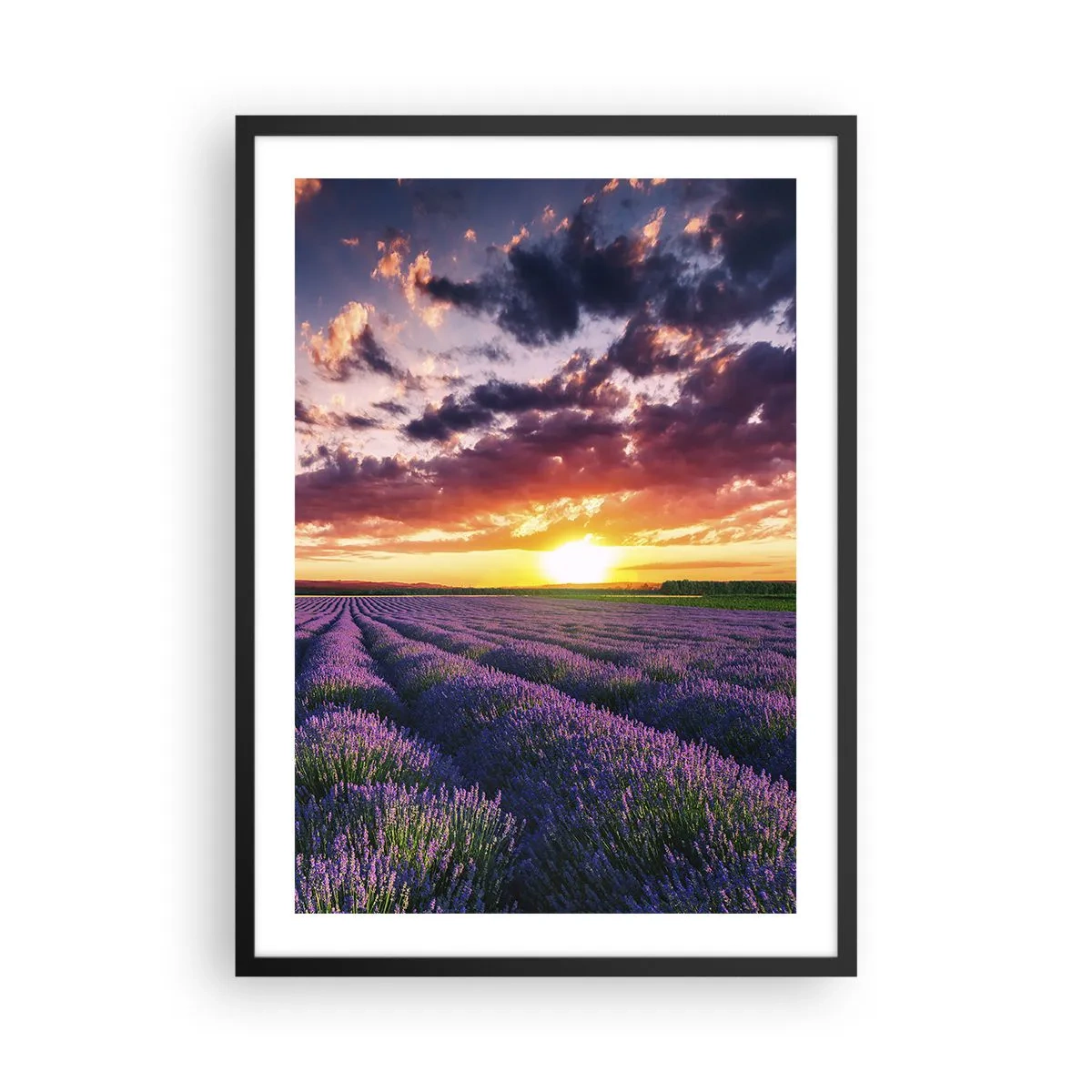 Plakat w czarnej ramie - Pole lawendy o zachodzie słońca - 50x70cm - Lawendowy świat - Nowoczesna dekoracja ścienna do salonu i sypialni ARTTOR
