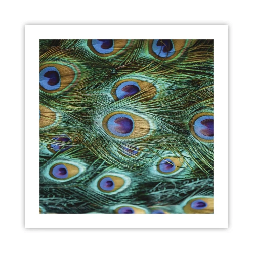 Plakat - Pawiookie spojrzenie - 50x50 cm