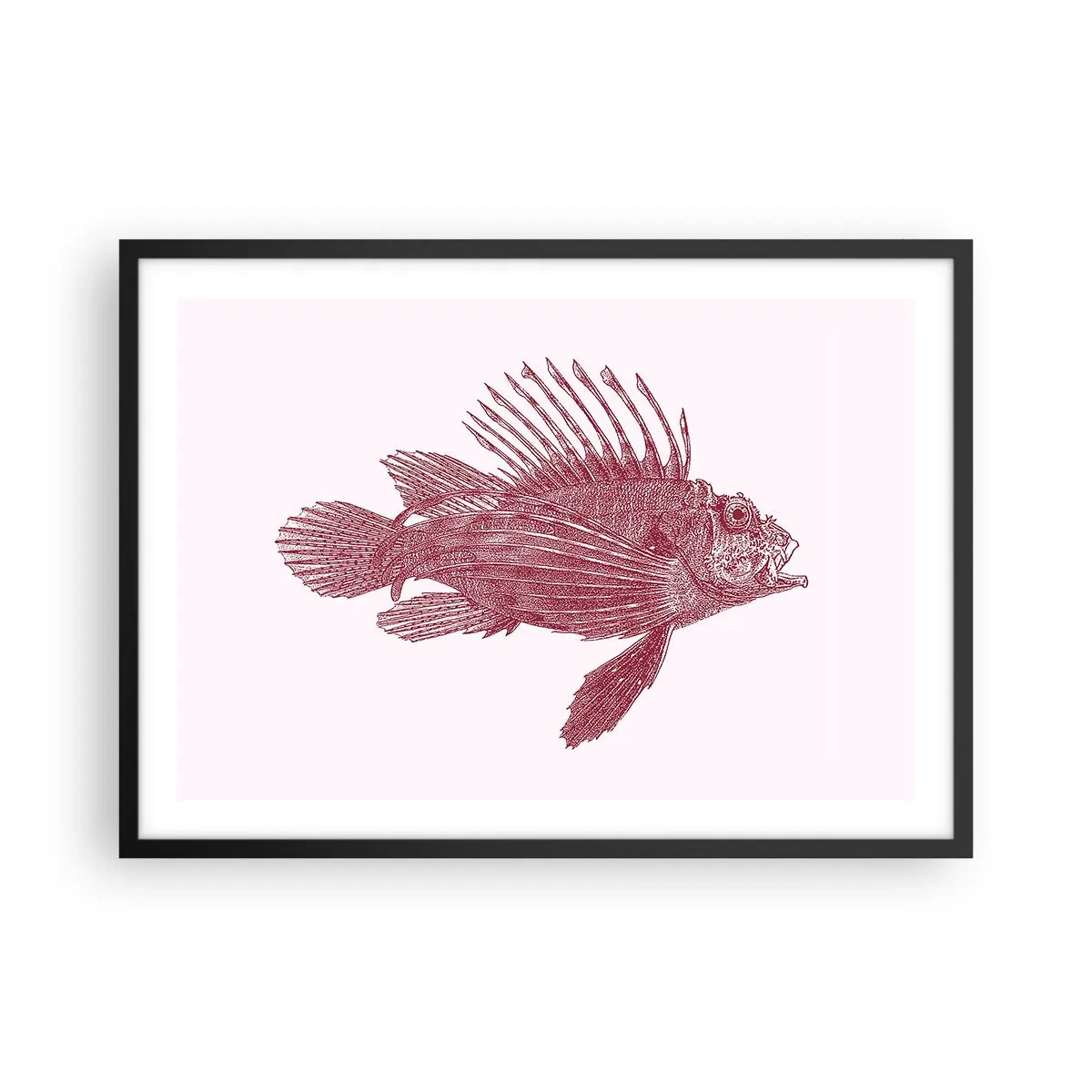 Plakat w czarnej ramie - Rysunek ryby w czerwonym odcieniu - 70x50cm - Mieszkanka egzotycznych wód - Nowoczesna dekoracja ścienna do salonu i sypialni ARTTOR