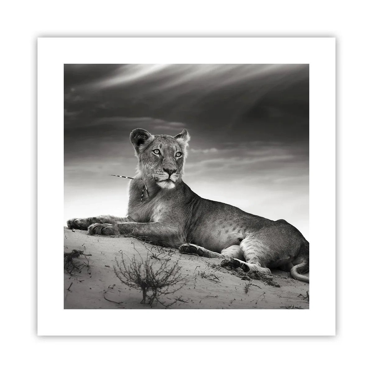 Plakat - Odpoczynek królowej pustyni - 40x40 cm