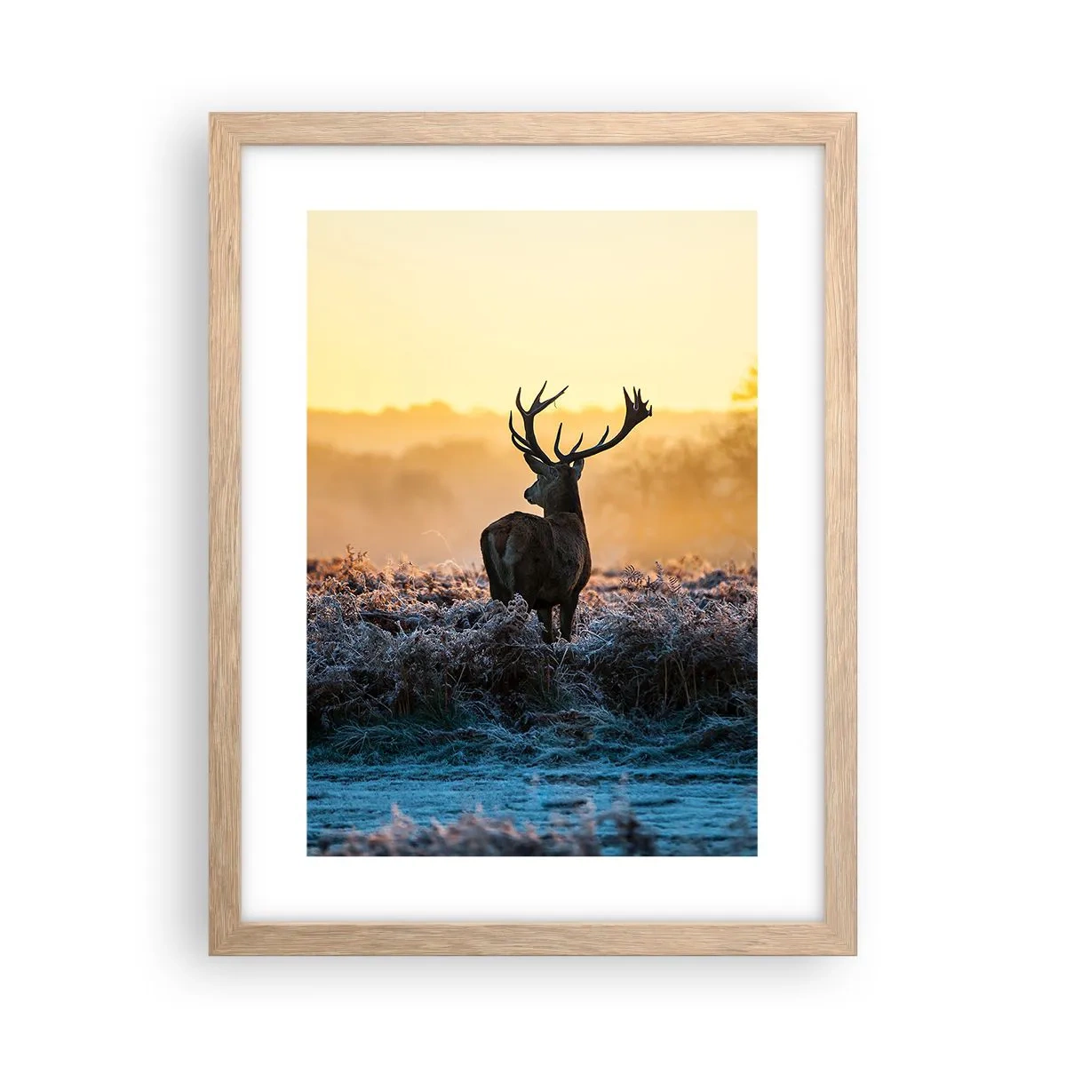 Plakat w ramie jasny dąb - Koronowany na swoich włościach - 30x40 cm