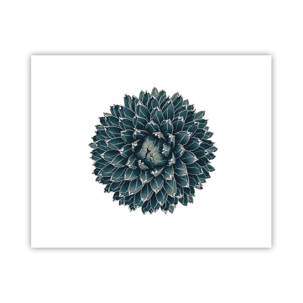 Plakat - Gwiazda pustyni - 50x40 cm