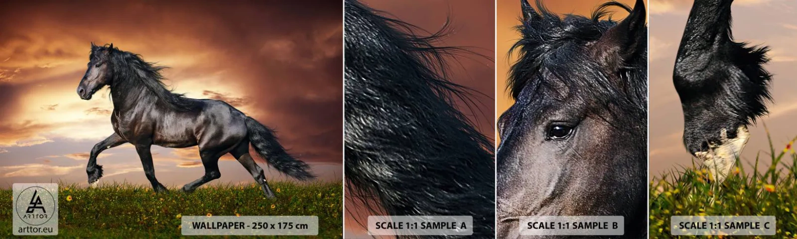 Fototapeta Próbka Samoprzylepna Deluxe Sticker - Czarny książę - Zwierzęta, Koń Arabski, Krajobraz - 100x30 cm