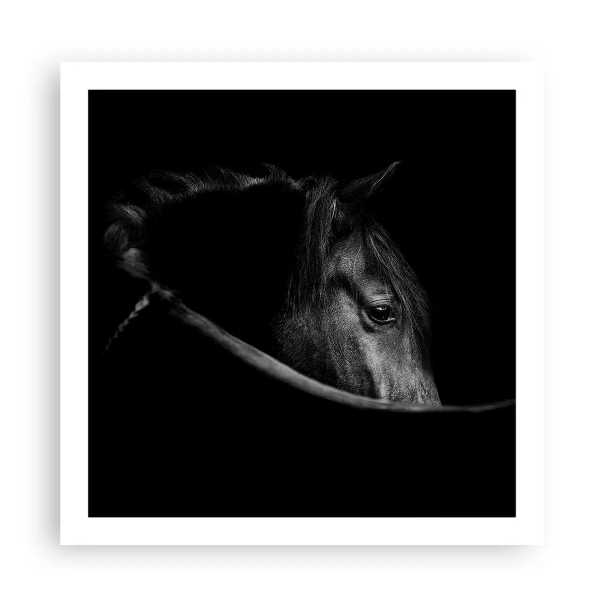 Plakat - Czarny książę - 60x60 cm
