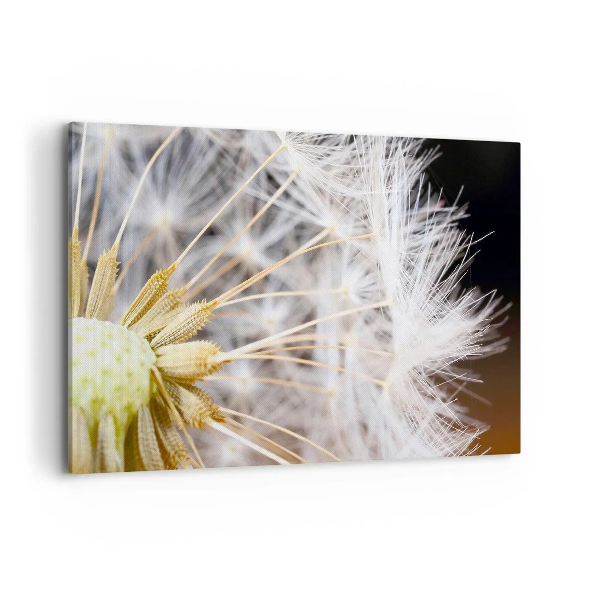 Obraz na płótnie - Makrofotografia dmuchawca z delikatnymi nasionami - 120x80cm - Tuż przed odlotem - Nowoczesna dekoracja ścienna do salonu, kuchni i sypialni ARTTOR