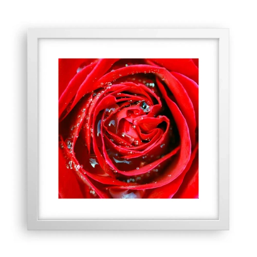 Plakat w białej ramie - W kroplach rosy - 30x30 cm
