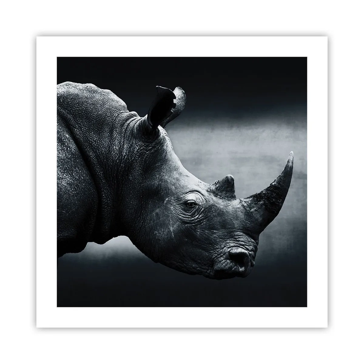 Plakat - Prawy profil - 50x50 cm
