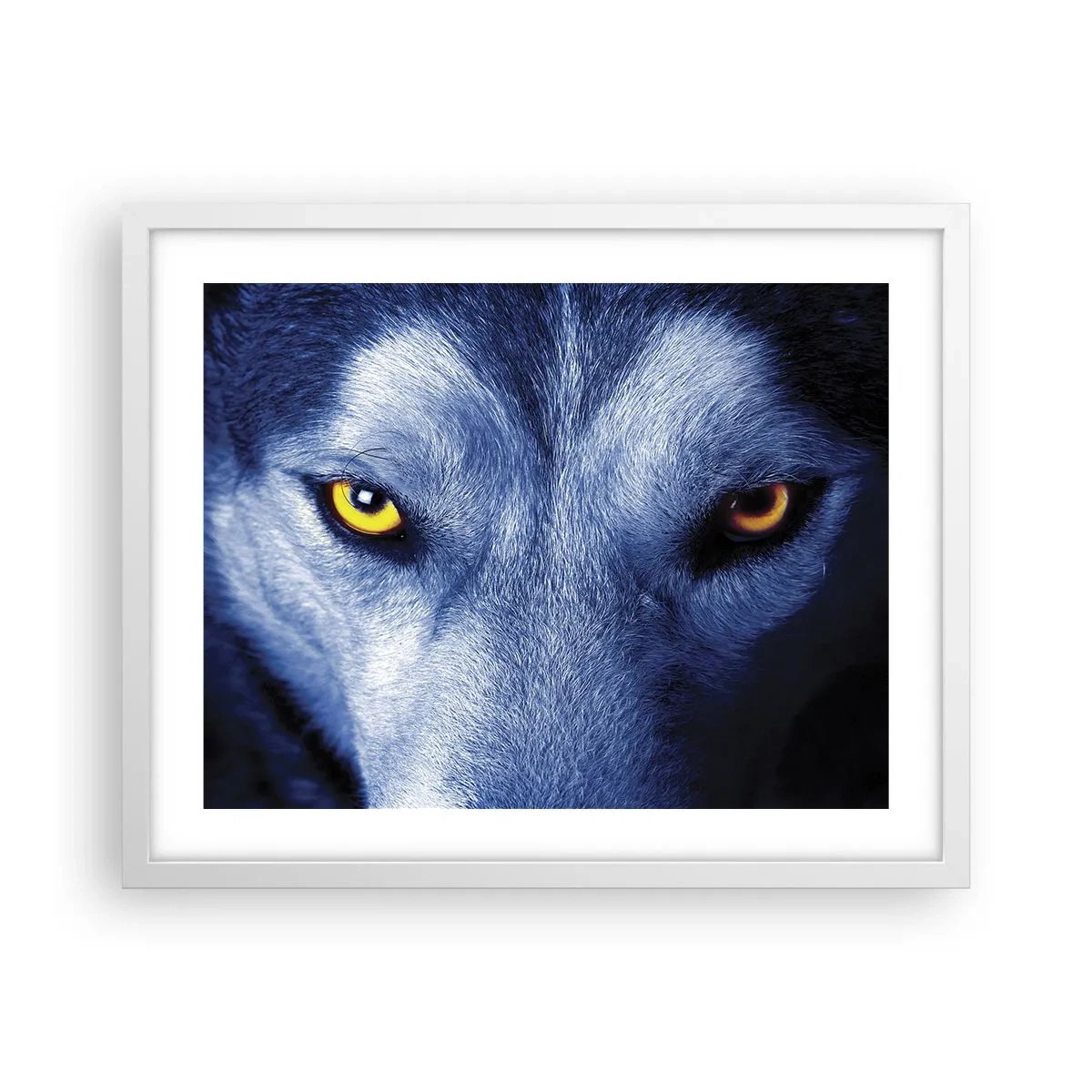 Plakat w białej ramie - Hipnotyzujące spojrzenie - 50x40 cm