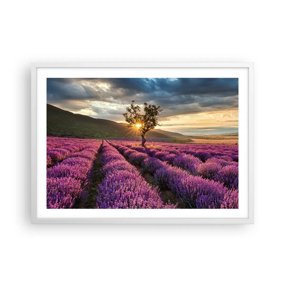Plakat w białej ramie - Aromat w kolorze lila - 70x50 cm